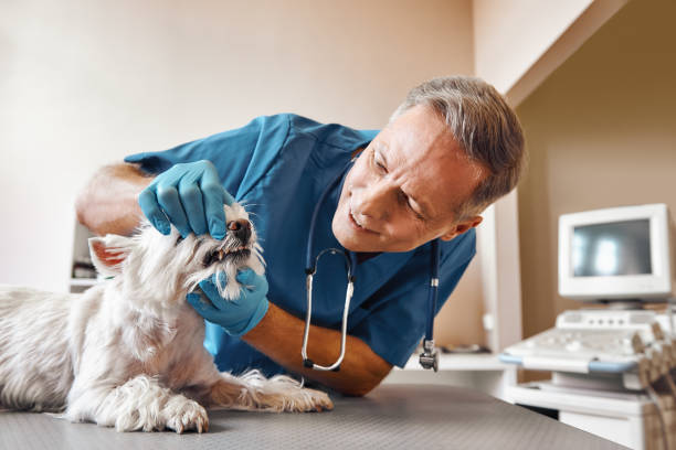  North Augusta, SC Emergency Dentist Pros